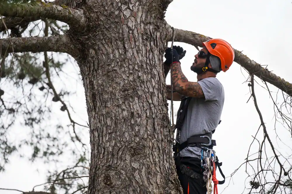 A worker in Suffolk County, New York, wearing safety gear while cutting down a tree, ensuring proper safety measures for a secure and efficient job site for Diamond Masonry and Waterproofing